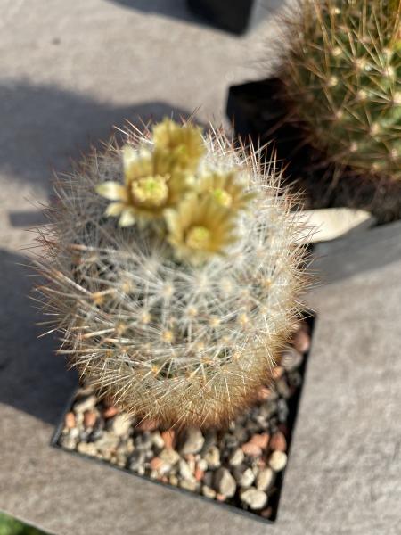 Escobaria dasyacantha